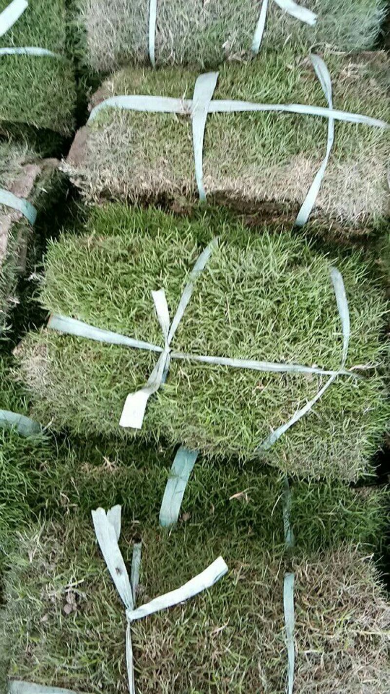 草皮草坪四季青果岭草剪股颖马尼拉草坪基地直销