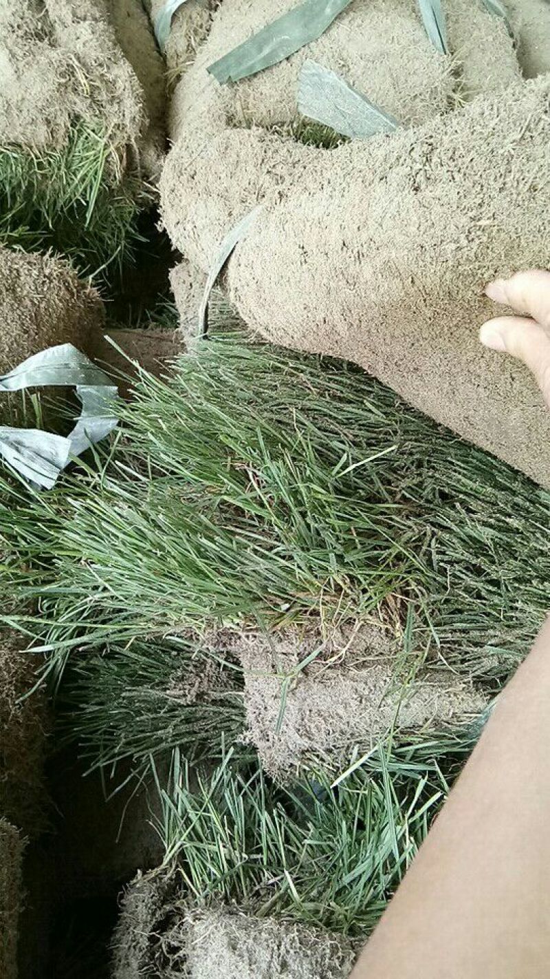 草皮草坪四季青果岭草剪股颖马尼拉草坪基地直销