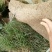 草皮草坪四季青果岭草剪股颖马尼拉草坪基地直销