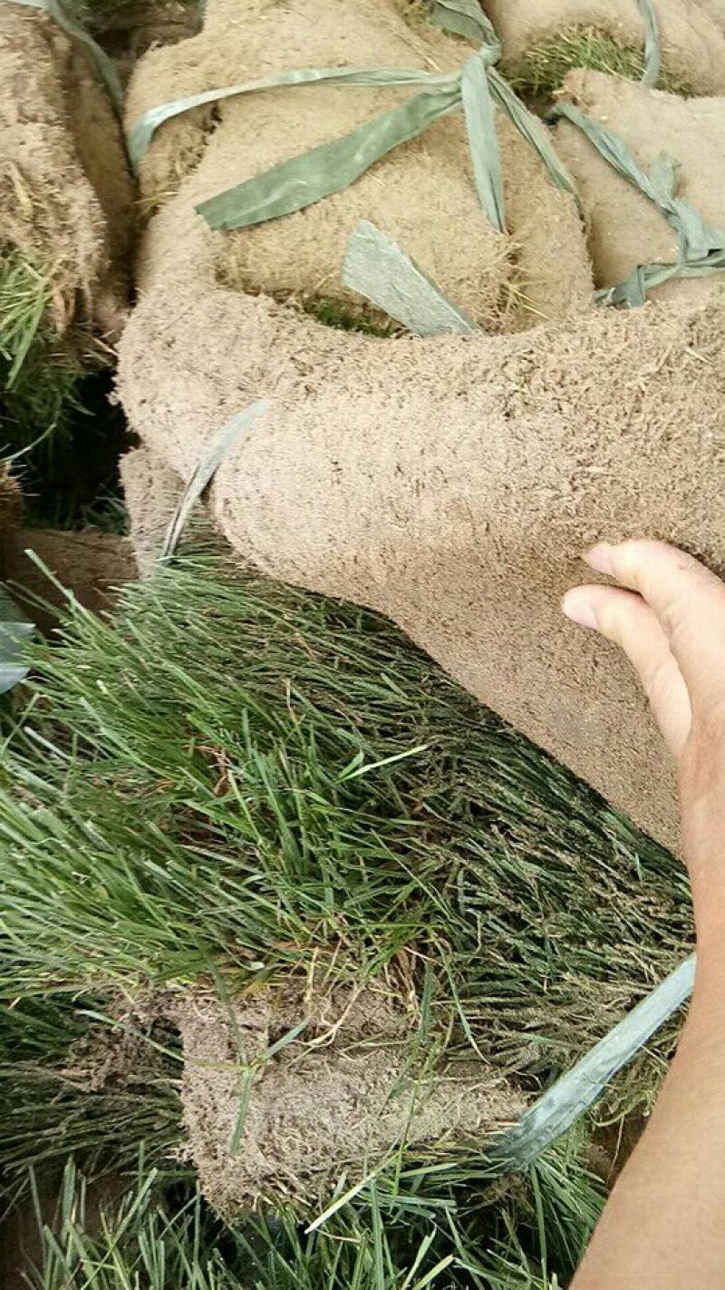 草皮草坪四季青果岭草剪股颖马尼拉草坪基地直销