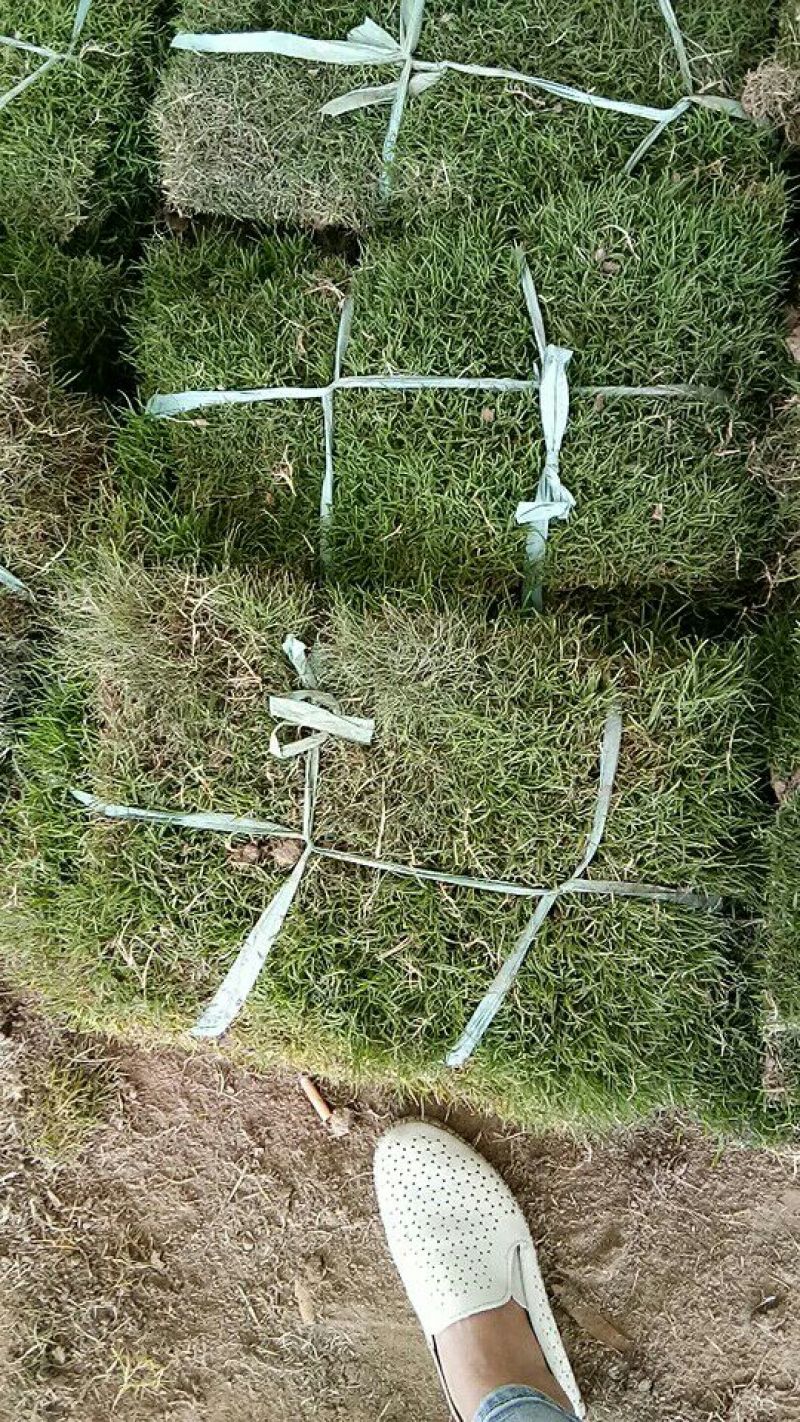 草皮草坪四季青果岭草剪股颖马尼拉草坪基地直销