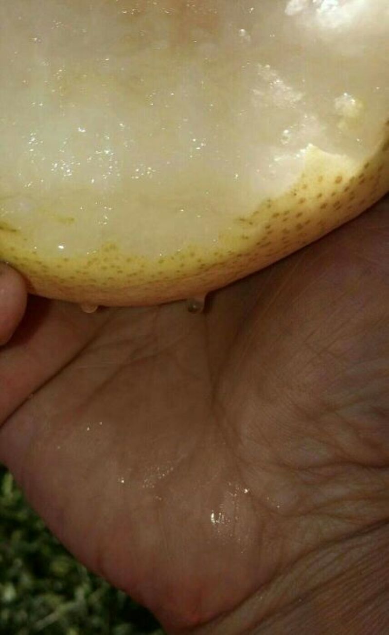 酥梨纸袋250~300g