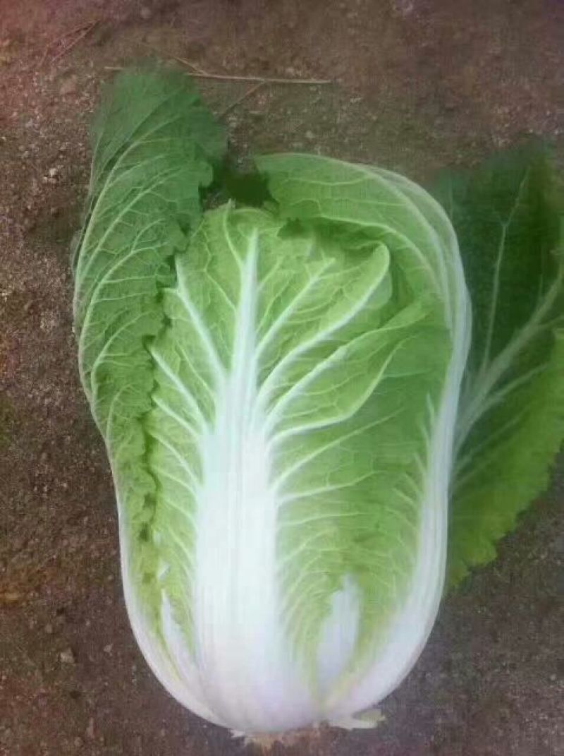 大白菜4~6斤净菜