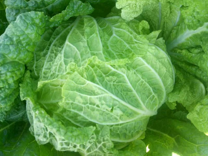 大白菜4~6斤净菜