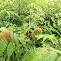 红油香椿苗50~60cm大棚
