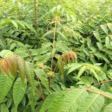 红油香椿苗50~60cm大棚