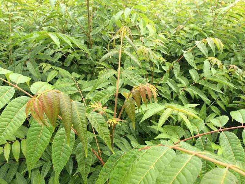 红油香椿苗50~60cm大棚