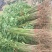 红油香椿苗50~60cm大棚