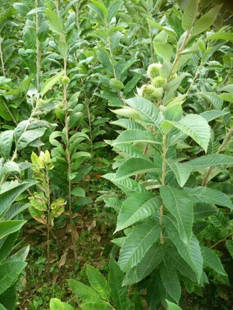 板栗树苗大红袍板栗苗1年苗到5年苗欢迎选购