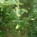 板栗树苗大红袍板栗苗1年苗到5年苗欢迎选购