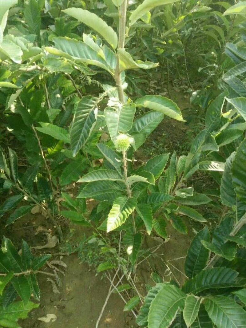 板栗树苗大红袍板栗苗1年苗到5年苗欢迎选购