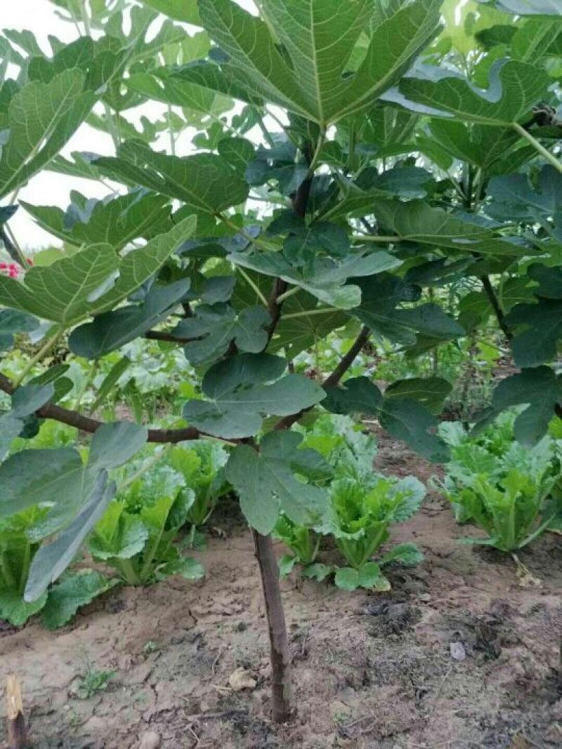 无花果苗波姬红苗，布兰瑞克苗品种多，欢迎选购