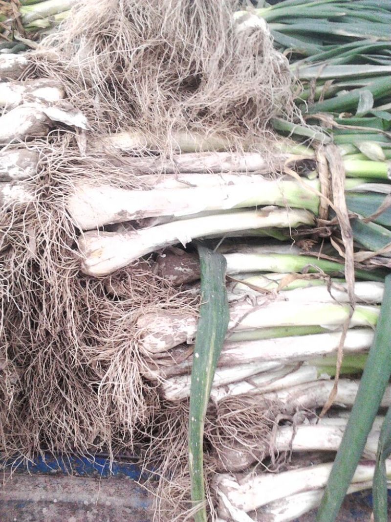 河北蔬菜基地现已大量供应鸡腿大葱头大白子长精品大葱