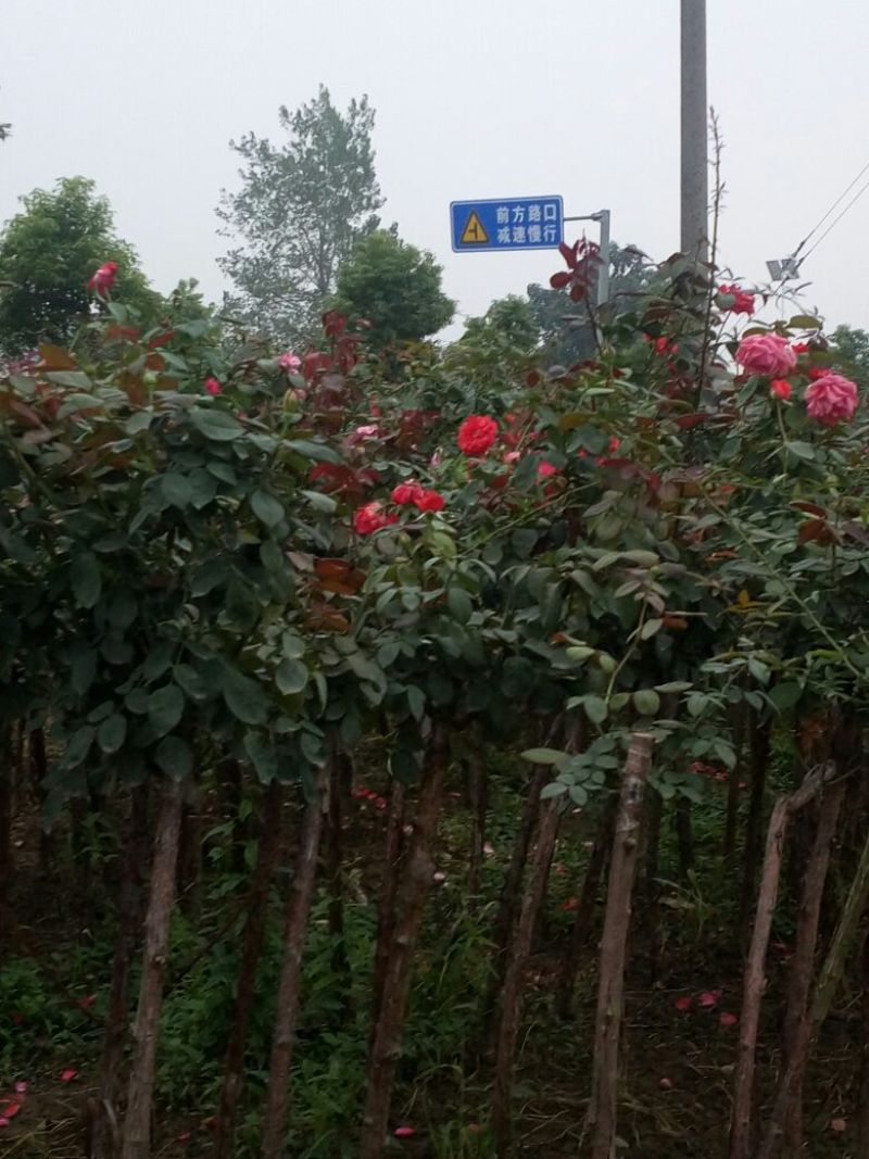 月季专供，批发零售，一手货源，双色月季树2公分-15公