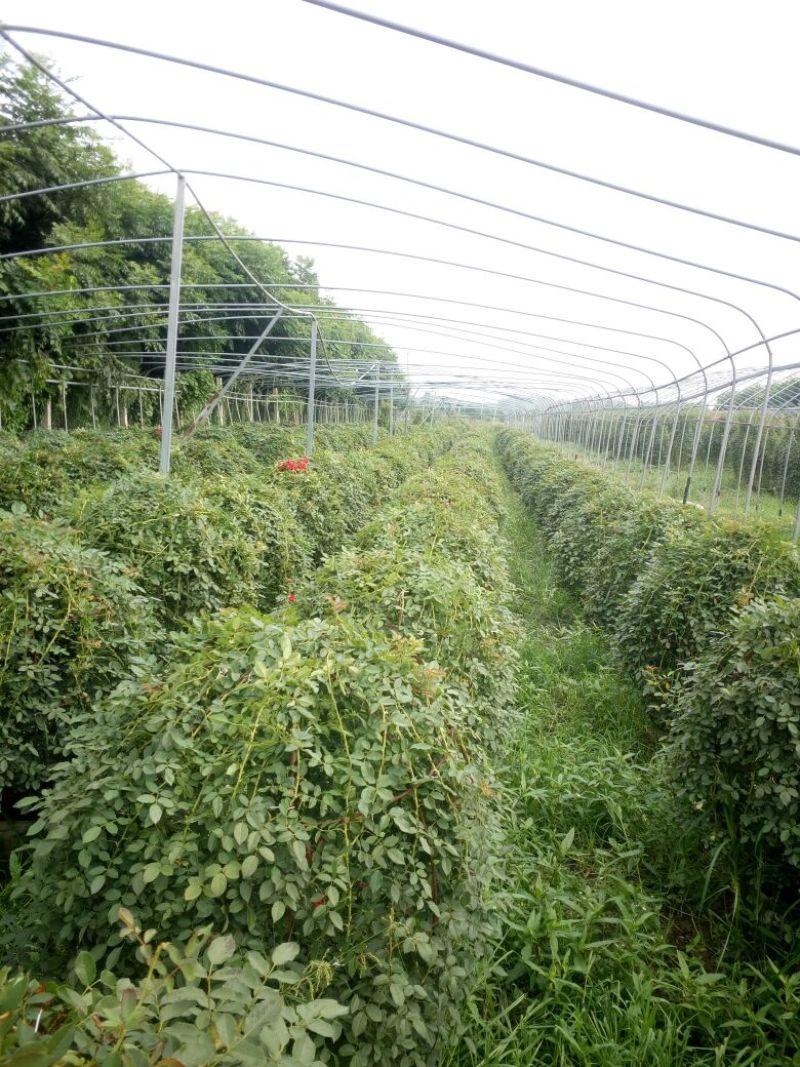 月季专供，批发零售，一手货源，双色月季树2公分-15公