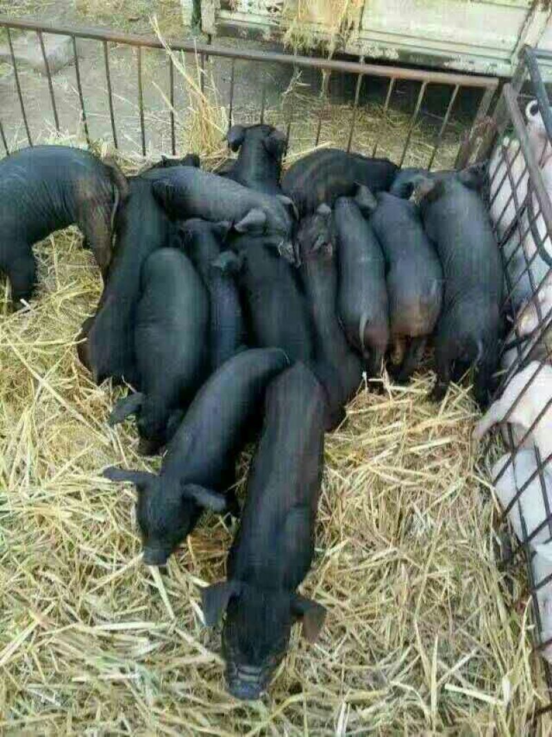 仔猪苗猪，三元猪批发✔