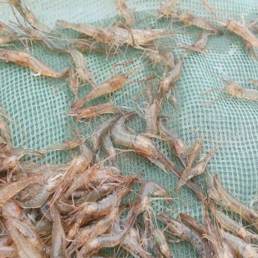 青虾冰鲜虾26~30只/kg