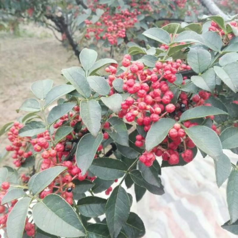 大红袍花椒一级干