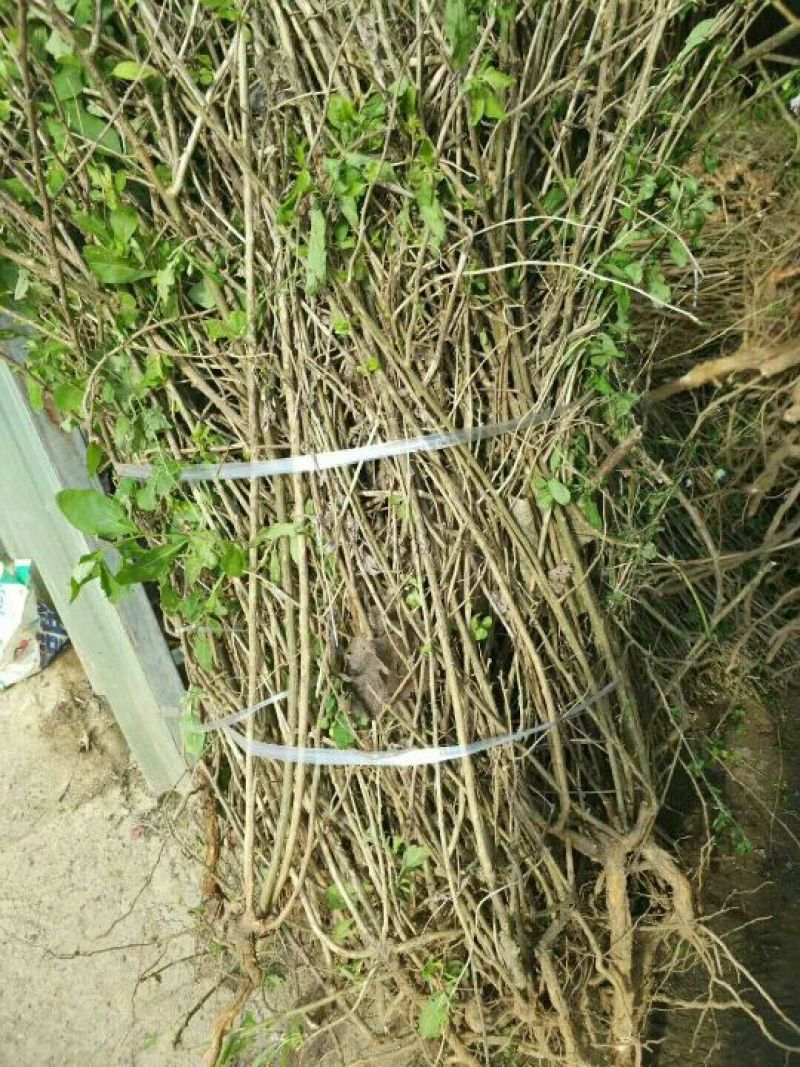 枸杞苗，野生枸杞苗，成活率高