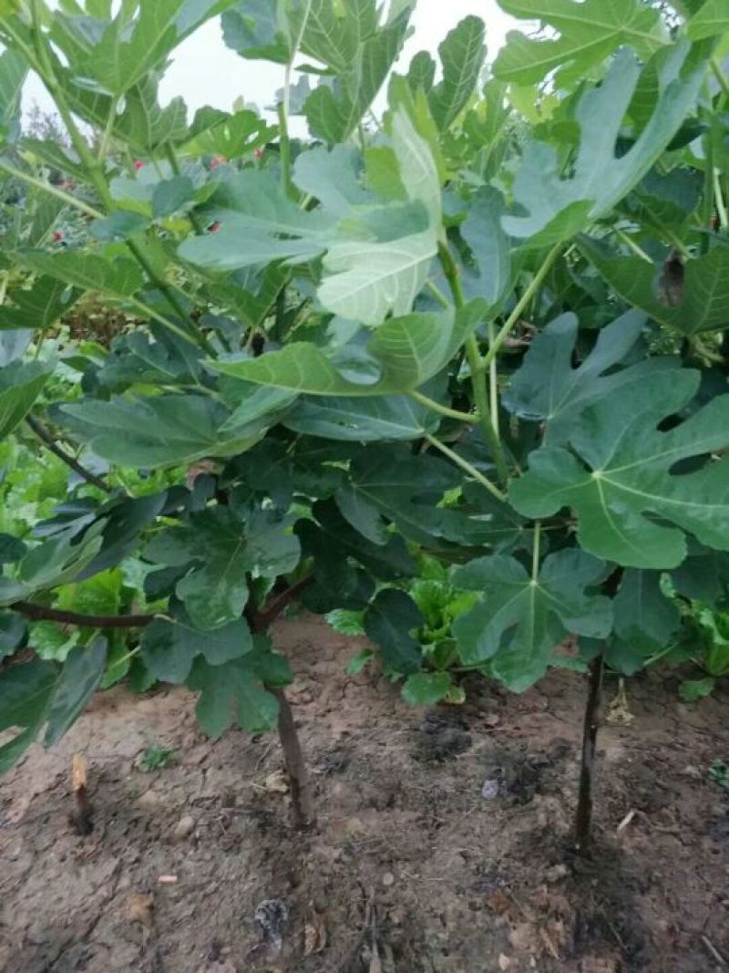 无花果苗无花果树苗当年种植当年见效亩种植220颗