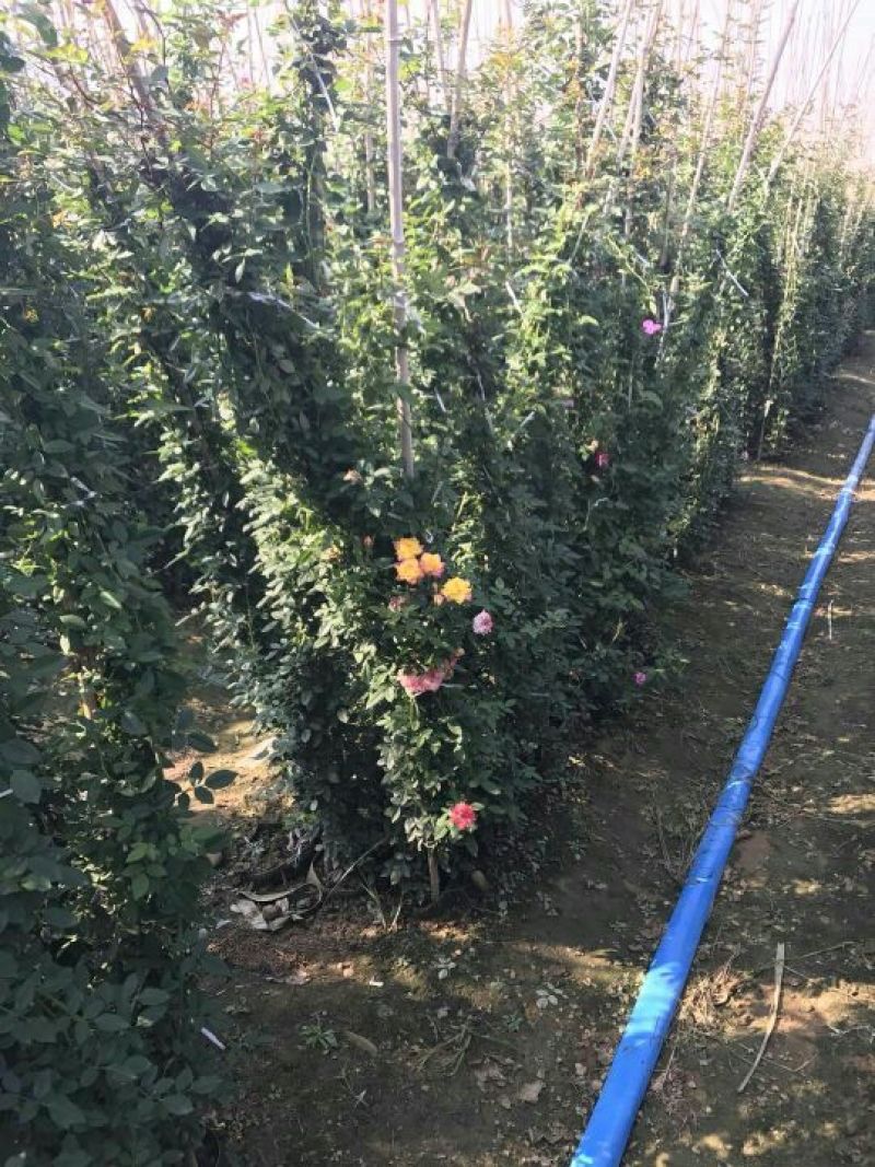 月季专供，批发，零售，一手货源，藤本月季80-cm以上