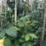 月季专供，批发，零售，一手货源，藤本月季80-cm以上