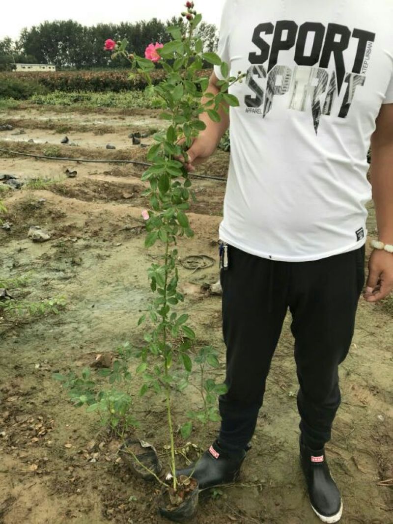 月季专供，批发，零售，一手货源，藤本月季80-cm以上