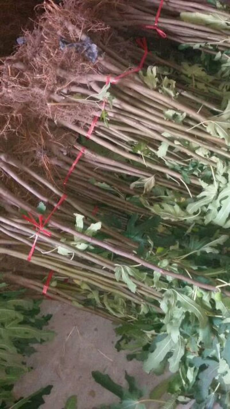 无花果苗无花果树苗波姬红布兰瑞克红心无地栽苗南方北方