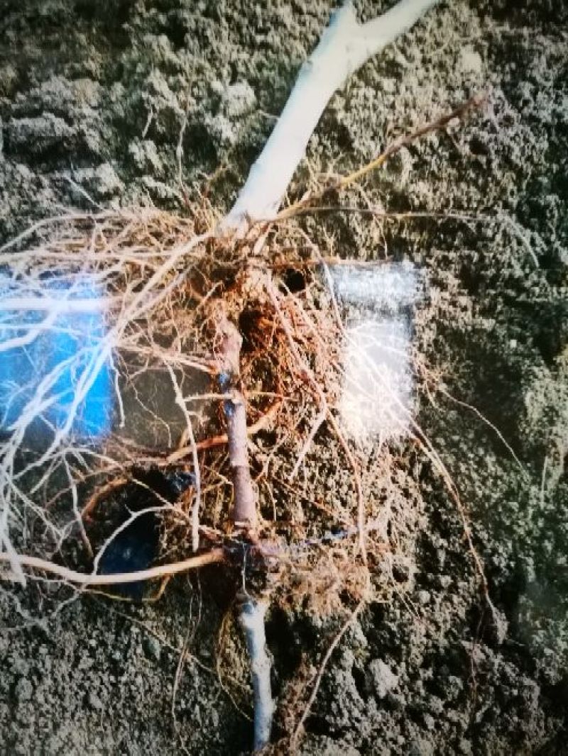M9t337矮化自根砧苹果苗