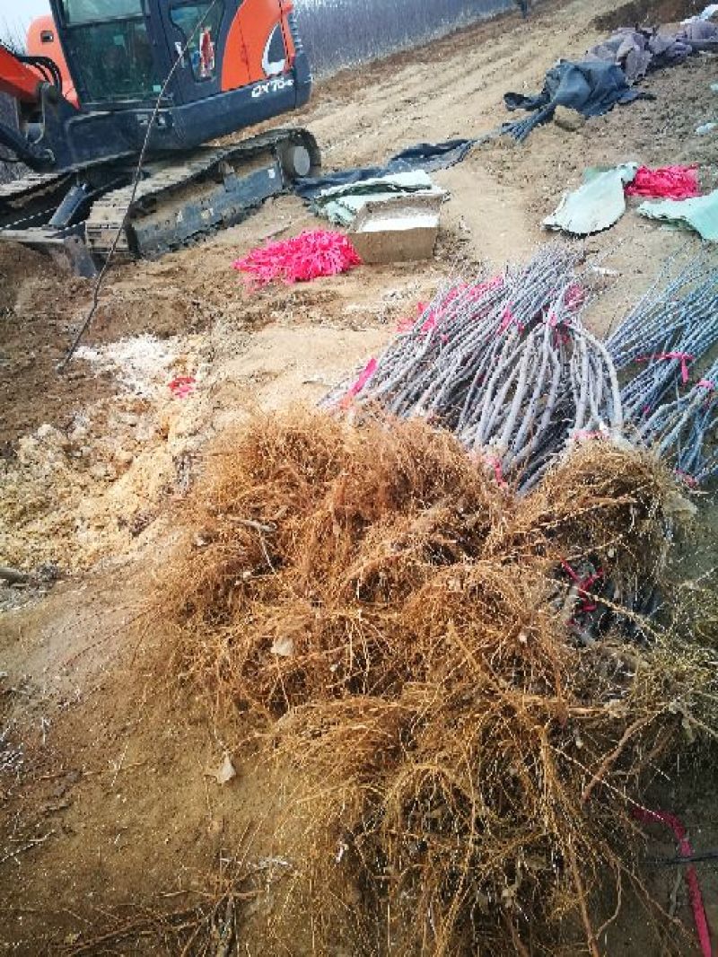 M9t337矮化自根砧苹果苗