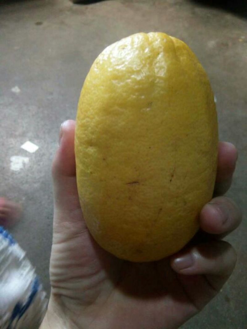 香水柠檬树苗50~80cm