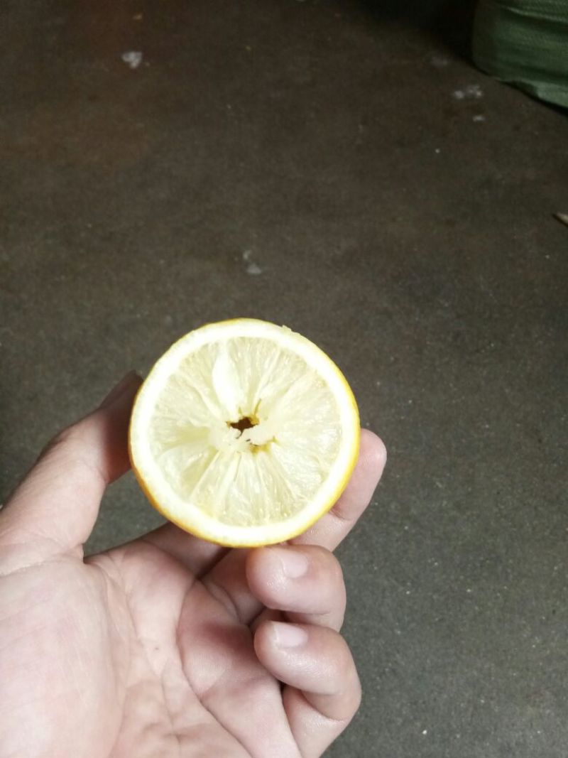 香水柠檬树苗50~80cm