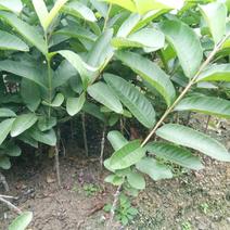西瓜番石榴苗30~50cm