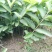 西瓜番石榴苗30~50cm