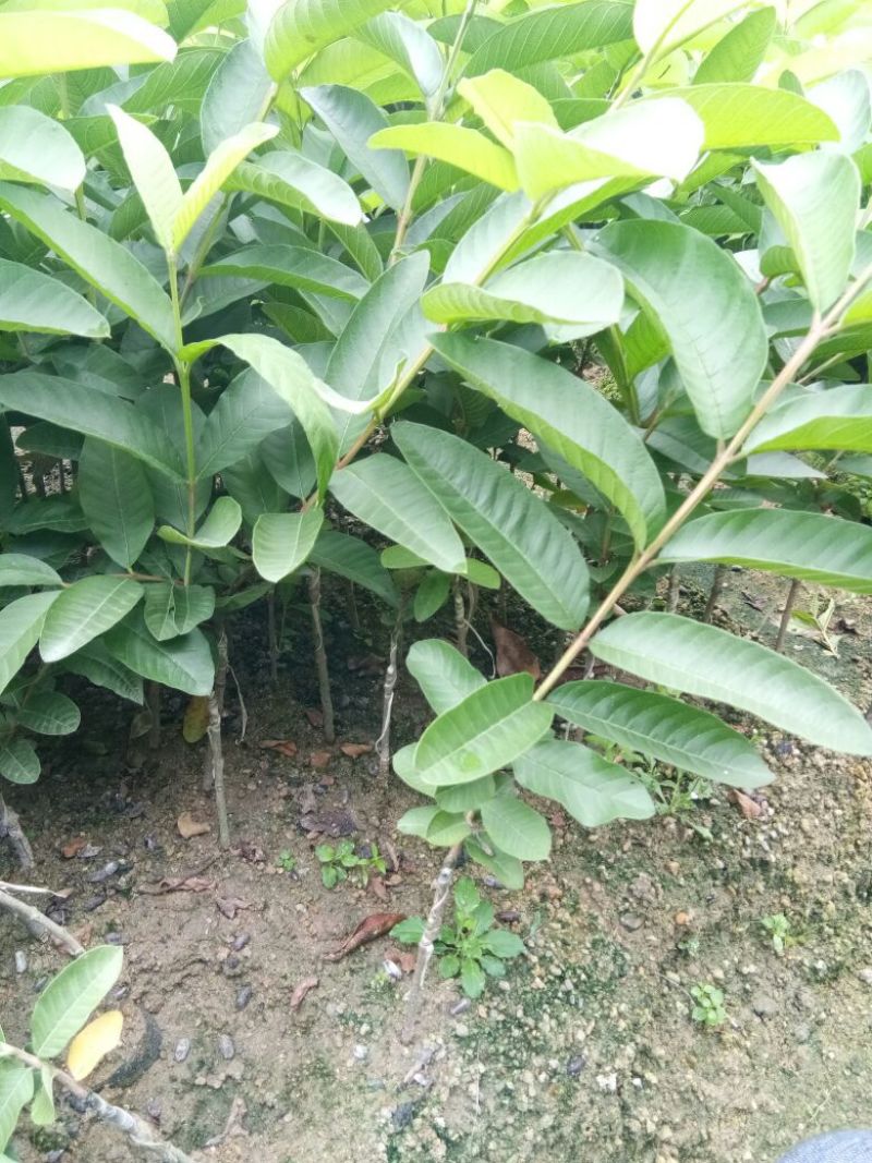西瓜番石榴苗30~50cm