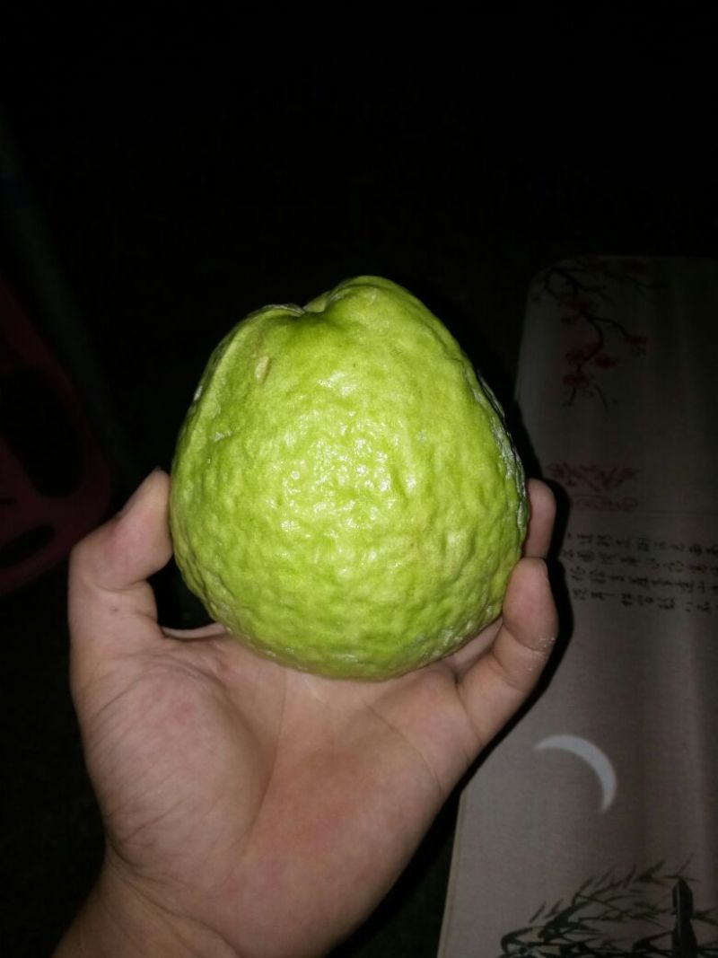西瓜番石榴苗30~50cm