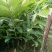 西瓜番石榴苗30~50cm