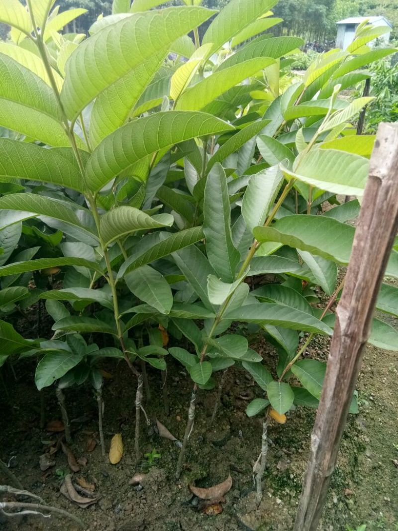 西瓜番石榴苗30~50cm