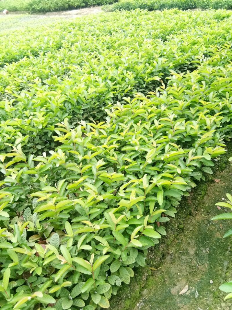 西瓜番石榴苗30~50cm