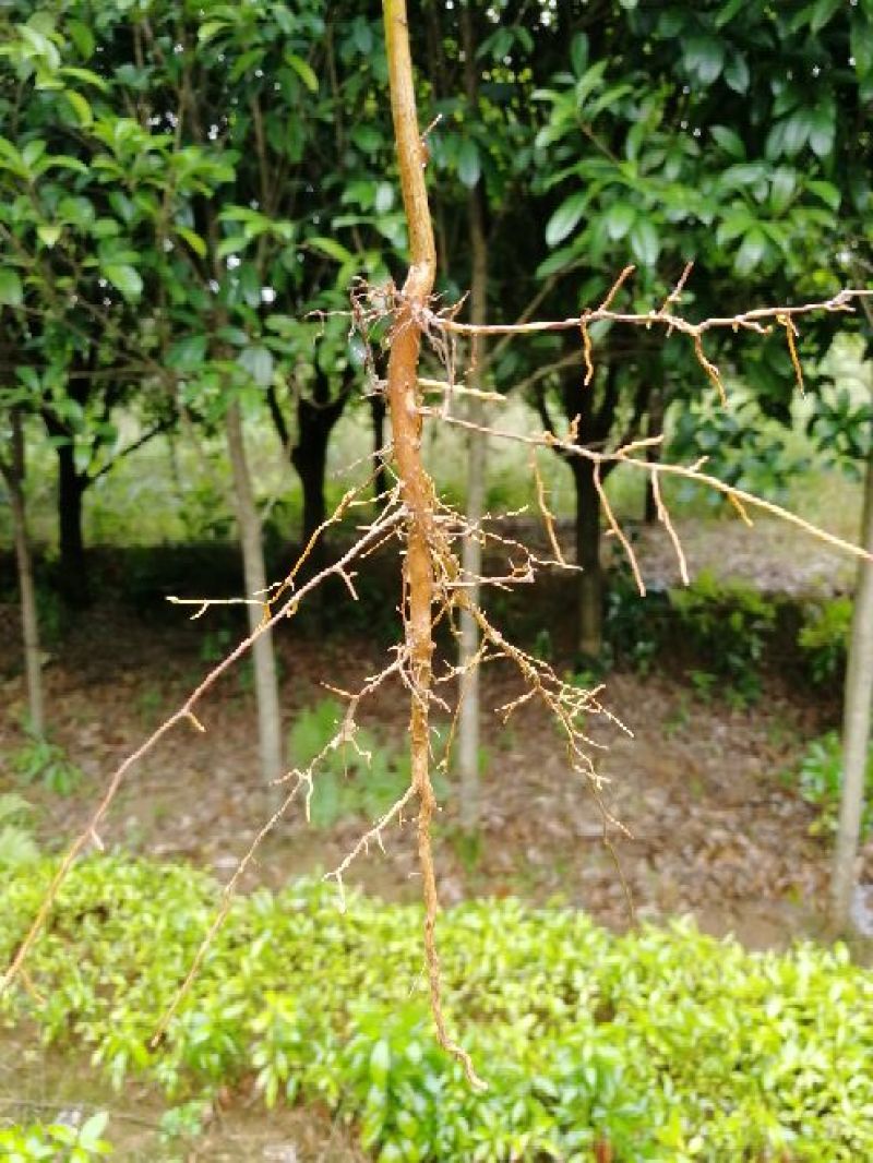 金丝楠木10~20cm