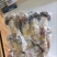 松茸特级8厘米以上