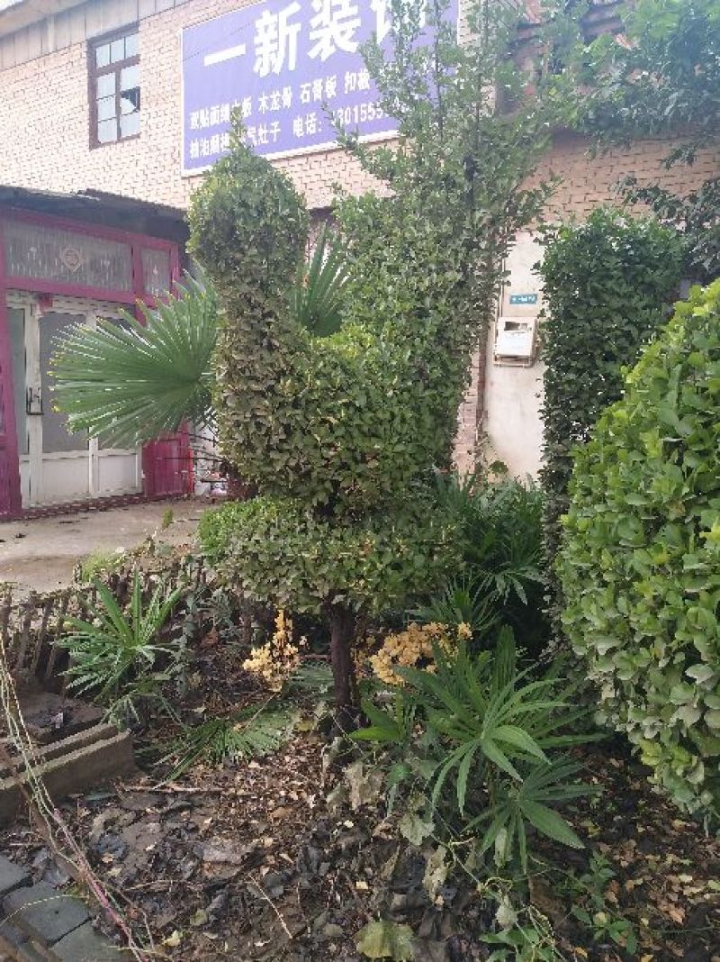黄杨树桩（大叶冬青球）10~15cm
