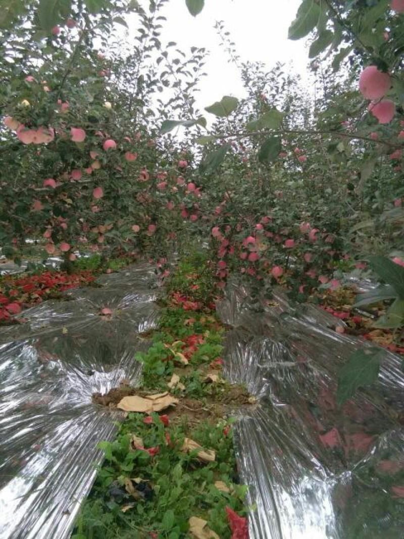 黄土纸加膜红富士苹果75mm以上纸+膜袋苹果批发可以