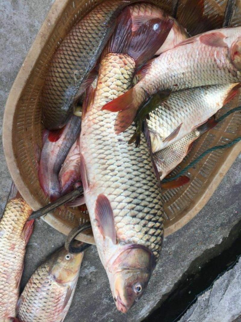 河鲤鱼食用2~3公斤