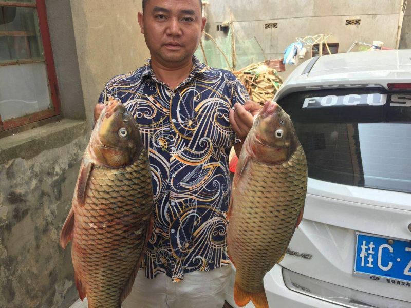 河鲤鱼食用2~3公斤