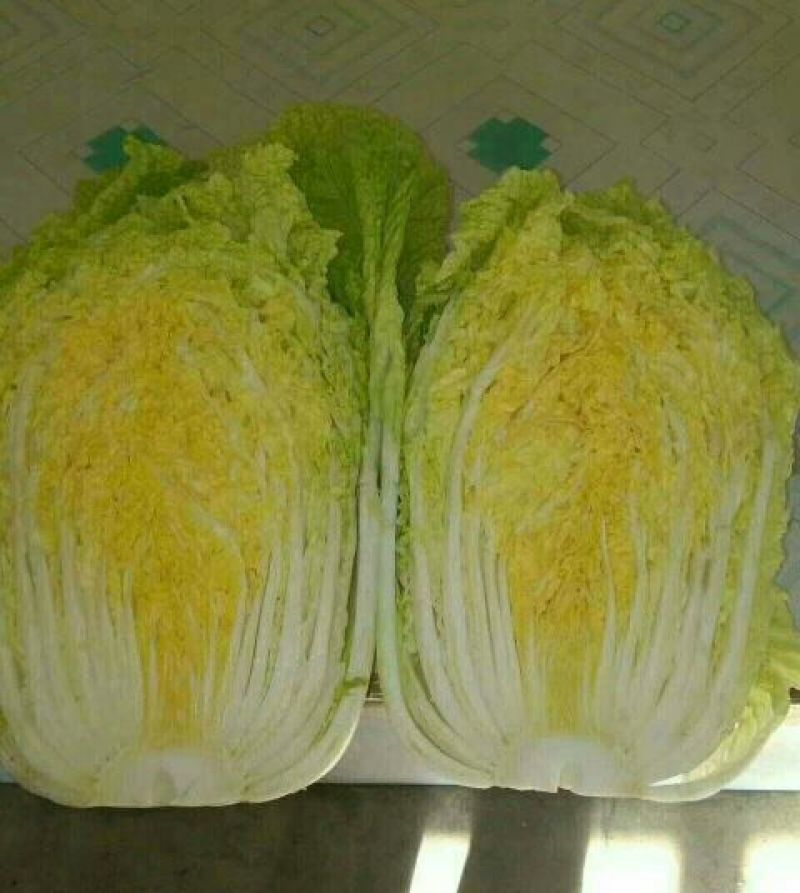 大白菜4~6斤净菜