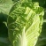 大白菜4~6斤净菜