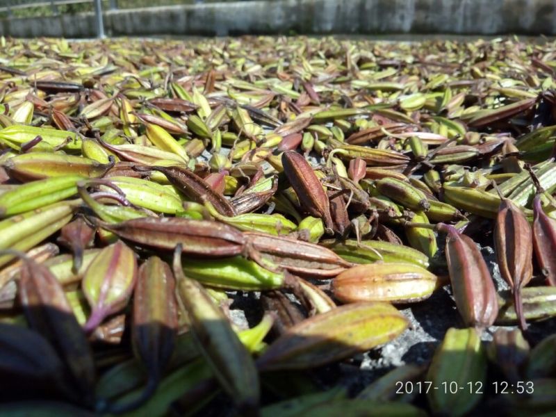 三叉白芨紫花果夹