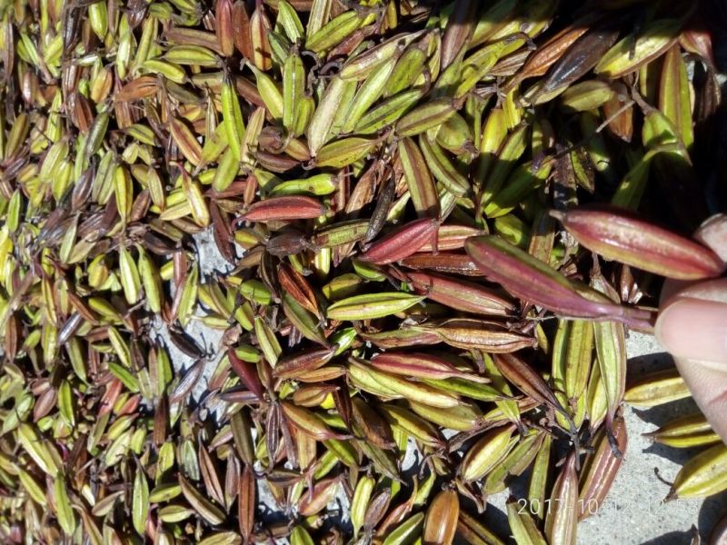 三叉白芨紫花果夹