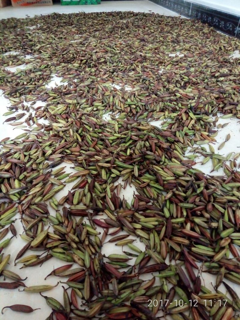 三叉白芨紫花果夹